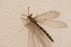 Neuroleon egenus