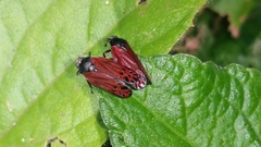 Mahanarva rubripennis