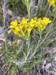 Alyssoides utriculata