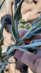 Pseudognaphalium cheiranthifolium