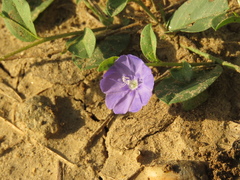 Evolvulus convolvuloides