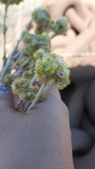 Pseudognaphalium cheiranthifolium