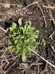 Thlaspi arvense