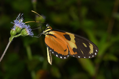 Mechanitis lysimnia macrinus