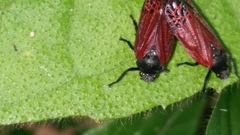 Mahanarva rubripennis