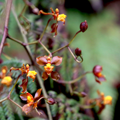 Cyrtochilum flexuosum