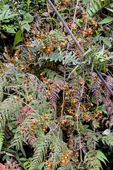 Cyrtochilum flexuosum