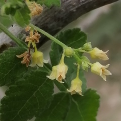 Bursera littoralis