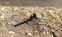 Hemicordulia armstrongi