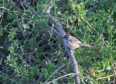 Rhynchospiza strigiceps