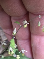 Thalictrum arkansanum