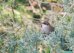 Tarphonomus certhioides
