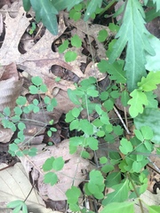 Thalictrum arkansanum