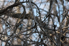 Poecile atricapillus