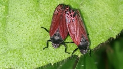 Mahanarva rubripennis