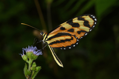 Mechanitis lysimnia utemaia