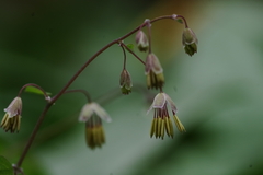 Thalictrum arkansanum