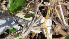 Languria trifasciata