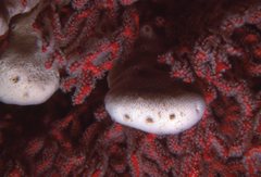 Melithaea