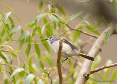 Serpophaga subcristata