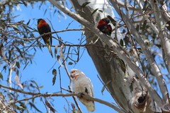Trichoglossus moluccanus moluccanus
