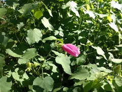 Hibiscus furcellatus
