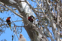 Trichoglossus moluccanus moluccanus