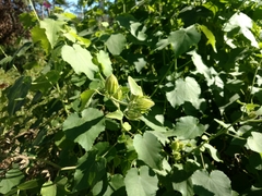 Hibiscus furcellatus