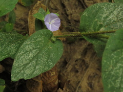 Evolvulus cardiophyllus