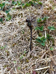 Hemicordulia armstrongi