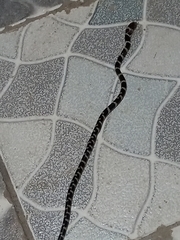 Oxyrhopus clathratus