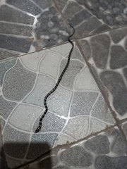 Oxyrhopus clathratus