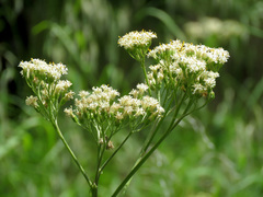 Psacalium decompositum