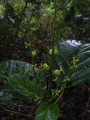 Aparisthmium cordatum