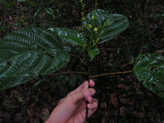 Aparisthmium cordatum