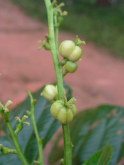 Aparisthmium cordatum