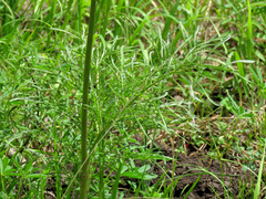 Psacalium decompositum