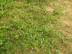 Evolvulus convolvuloides