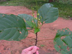 Aparisthmium cordatum