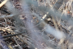 Tamiasciurus hudsonicus