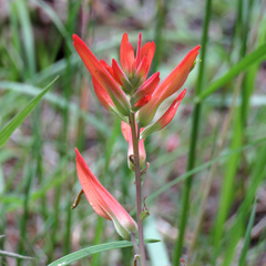 Castilleja patriotica