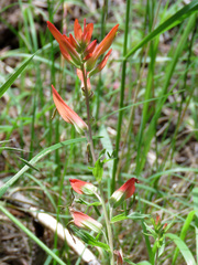 Castilleja patriotica