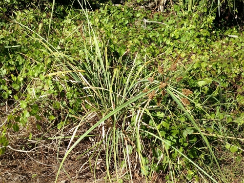 Cyperus ligularis image