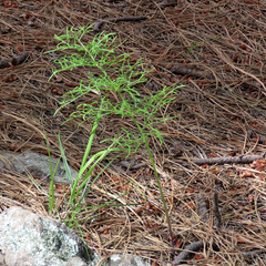 Psacalium decompositum