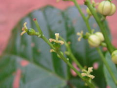 Aparisthmium cordatum