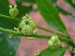 Aparisthmium cordatum