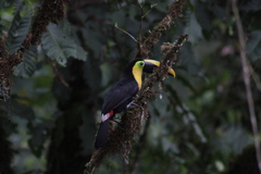 Ramphastos brevis