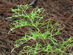 Psacalium decompositum