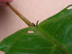 Aparisthmium cordatum