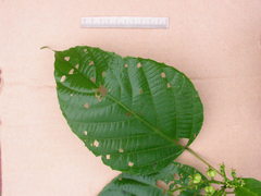 Aparisthmium cordatum